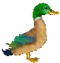 mallard