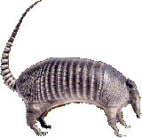 armadillo