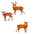 deer
