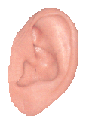 ear