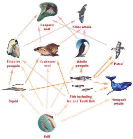food web