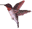 hummingbird