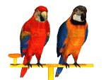 macaws