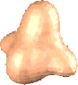 nose