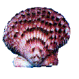 scallop shell