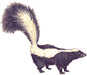 skunk