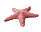starfish