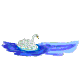 swimming swan